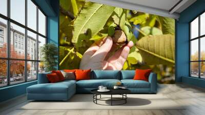 Walnut tree and hand harvesting green walnut Wall mural