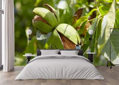 Walnut tree with walnut fruit in pericarp on branch Wall mural