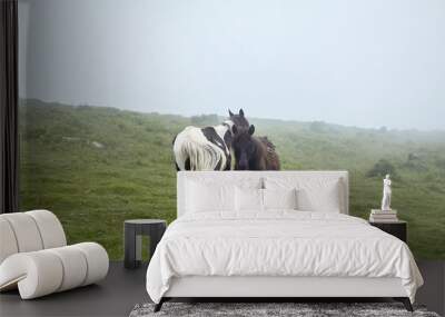 Wild horses grazing on La Rhune mountain in the Basque Country, France Wall mural