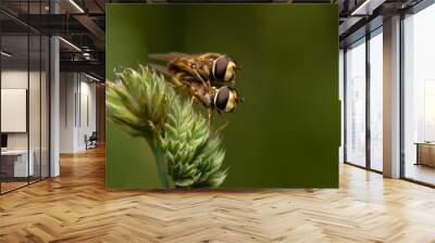 Macro shot of two insects breeding on a plant in the blurry background. Wall mural