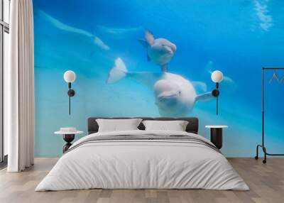 Beluga whales in the aquarium, in nature Wall mural