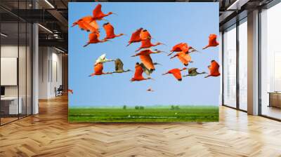 Flock of scarlet and white ibises in flight above green meadow Wall mural