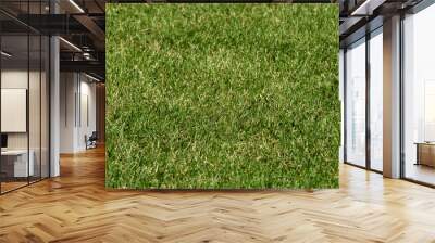 Green grass texture. Field of green grass, a lawn in spring. Background of color grass. Closeup of a freshly mowed lawn, park. Sports turf surface. Backdrop of pasture close up. Nature Wallpaper. Wall mural