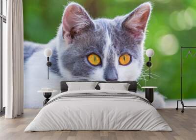 Portrait of a surprised gray-white lying kitten with bright orange eyes against the background of green garden in the bokeh Wall mural