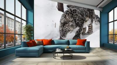 The snow leopard sneaks up on the trail, a big and strong cat sniffing snow looks like sneaking up to prey and hunting. Wall mural