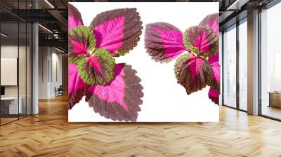 Two isolated shoots with leaves of the coleus plant. Variegated bright leaves of coleus. Isolate. Wall mural