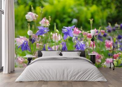 Bright garden flowers in early spring (flower Aquilegia) Wall mural