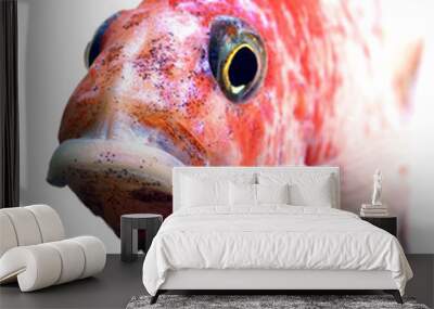 African Malawi  Cichlid isolated Wall mural