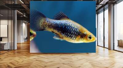 Black Blue Platy fish Wall mural