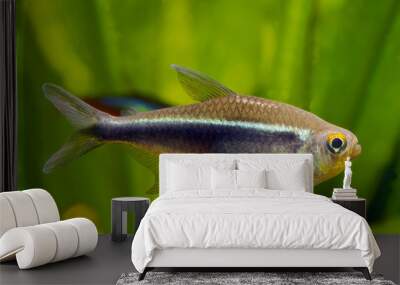 black neon tetra fish Wall mural