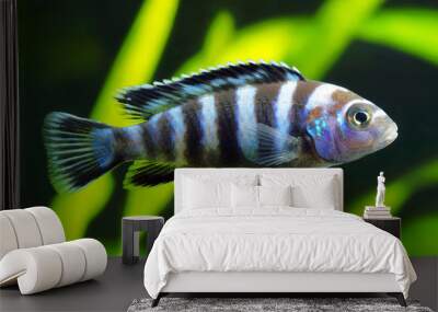 Cobalt Blue Zebra Cichlid Wall mural