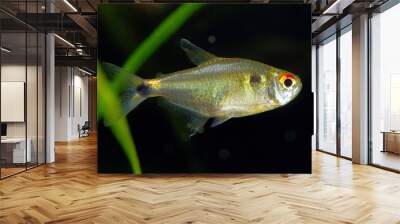 Head-and-taillight tetra Wall mural