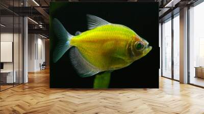 The black tetra glofish (Gymnocorymbus ternetzi)  Wall mural