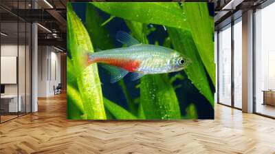 The Green Fire Tetra. Aphyocharax rathbuni Wall mural