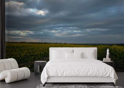 Bright blooming canola field, yellow flowers and green stalks against the evening sky. HDR style. Wall mural