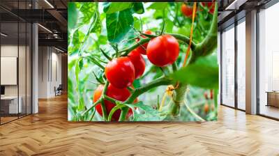 delicious and red tomatoes natural Wall mural