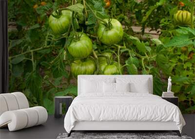 Green striped tomatoes ripening outdoors. Wall mural