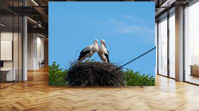 Stork birds on the nest on a beautiful day on the blue sky background Wall mural