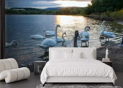 White swan onlake shore. Swan on beach. Swan on shore Wall mural