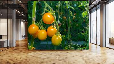 yellow delicious tomatoes on a private plot Wall mural