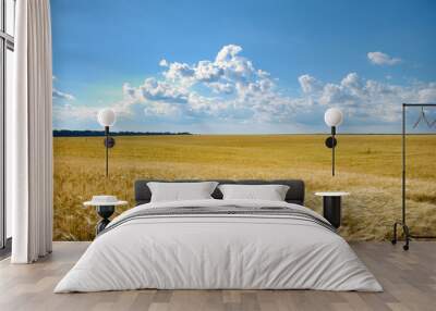 Barley field under cloudy blue sky in Ukraine Wall mural