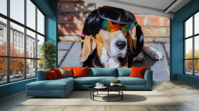 funny beagle dog relaxing in garden wearing sunglasses and wig in summer Wall mural