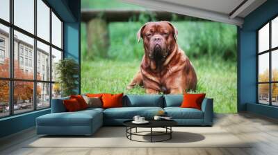 Brown bordeaux mastiff Wall mural