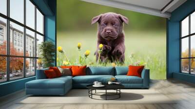 Young labrador retriever puppy Wall mural