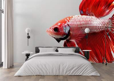  A close-up of a red and white fish against a white background Wall mural