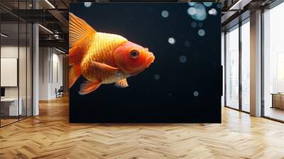  A goldfish in an aquarium, with close-up view, bubbles forming at the fish's bottom gills Wall mural