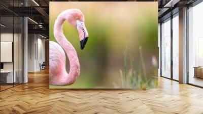  A pink flamingo, face turned to the side, stands in sharp focus among the grass Background softly blurred Wall mural