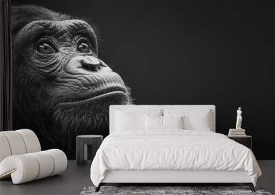  A serious-faced chimpanzee gazing upward in a black-and-white photograph Wall mural