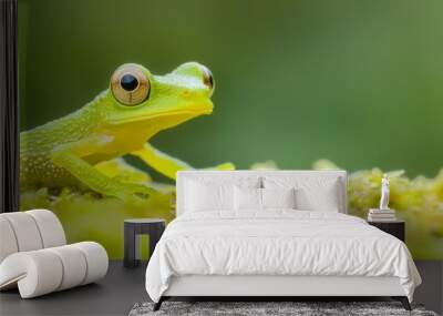  A small green frog on mossy ground gazes at the camera with curiosity Wall mural