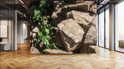 A pile of large stones in the sunlight near a vine close-up Wall mural