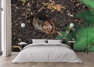 A snail with a striped shell top view. Close-up of a snail crawling on wet ground Wall mural