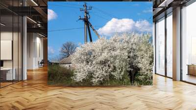 Cherry trees in white blossom on the background of the blue sky Wall mural