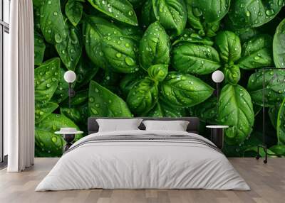 A lush green plant with droplets of water on its leaves Wall mural