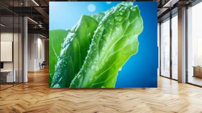 Close up of fresh green lettuce leaf with water drops on blue background Wall mural