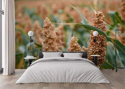 sorghum fieldl, brown plants with green leaves Wall mural