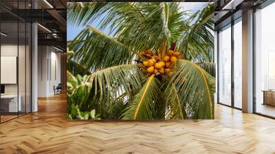 Coconuts hanging on tree close up shot in Malaysian islands sandy beach green trees natural day 2 Wall mural