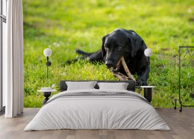 Black Labrador Retriever playing with a stick in a green meadow Wall mural