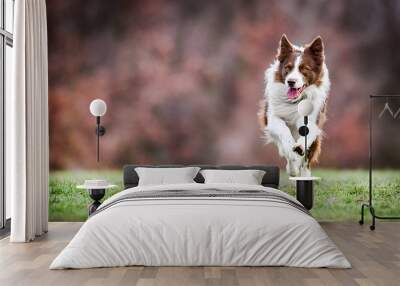 Adult brown white border collie run very fast in training day. Happy dog jump side view. Wall mural