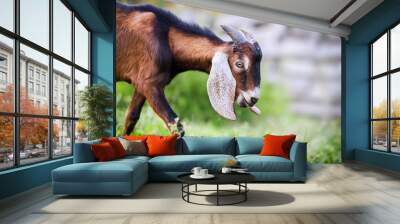 Anglo Nubian goat eating grass on beautiful meadow in summer time. Head detail or close up. Wall mural