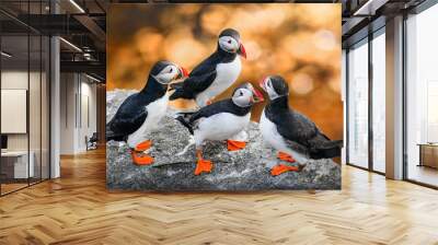 Atlantic Puffins bird or common Puffin in sunset gold background. Fratercula arctica. Norway most popular birds. Wall mural