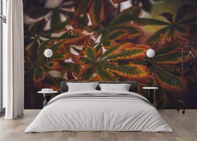 Beautiful autumn leaves wallpaper, background Wall mural