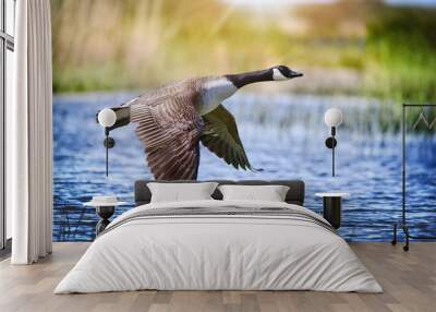 Canada goose big bird in flight close beautiful water lake. Wall mural