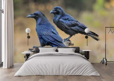 Common raven on old stump.  Corvus corax Wall mural