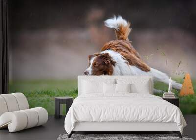 dog run side view. brown and white border collie turn very fast around cone on meadow. agility train Wall mural