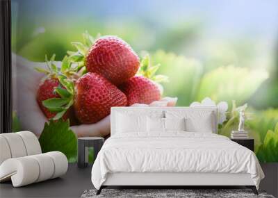 Fresh red straweberries in woman hand with sunny day in back light. Strawberry flower in background. Wall mural