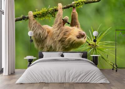 hoffmann's two-toed sloth (choloepus hoffmanni), also known as the northern two-toed sloth is a spec Wall mural